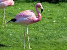 Andean Flamingo (WWT Slimbridge July 2013) - pic by Nigel Key